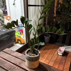 ザミオクルカスザミフォーリア　観葉植物　多肉植物　レアプランツ　...