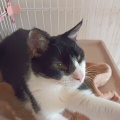 陽気なじゃいあんクン❤❤1匹飼いの方に - 猫