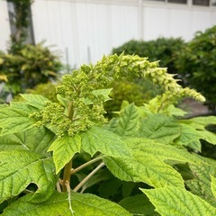 アジサイの画像