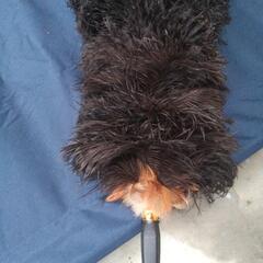 車の叩き？の画像