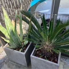 大型植物アガベ&ソテツ☆鉢付き　　の画像