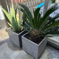 大型植物アガベ&ソテツ☆鉢付き　　の画像