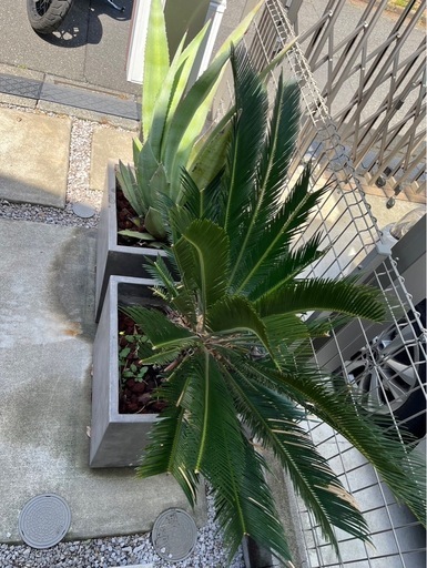 大型植物アガベ&ソテツ☆鉢付き　　