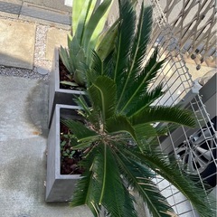大型植物アガベ&ソテツ☆鉢付き　　の画像