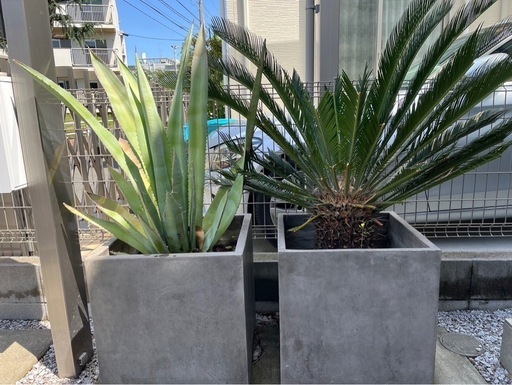 大型植物アガベ&ソテツ☆鉢付き　　