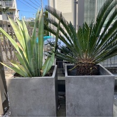 大型植物アガベ&ソテツ☆鉢付き　　の画像