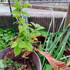 ユスラウメの苗木