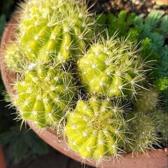 ☆多肉植物　サボテン