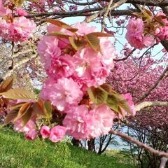 ６月１日(日)　桜川市🌸イベント出店