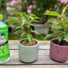 桜 園芸花植物ガーデニング