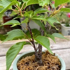 桜 園芸花植物ガーデニングの画像