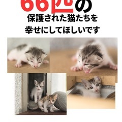 過酷な環境から救われた猫たちが、温かい手を待っています。