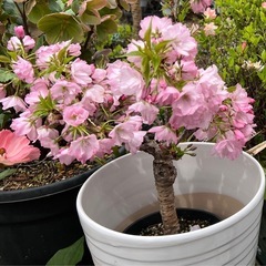 桜 園芸花植物ガーデニングの画像