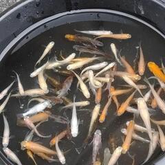 『お取引中』【大特価】MIXメダカ(95匹セット)