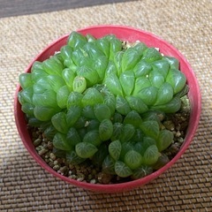 オブツーサ　多肉植物の画像