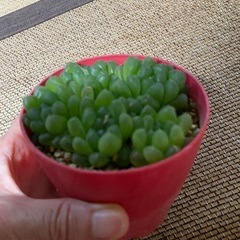オブツーサ　多肉植物の画像