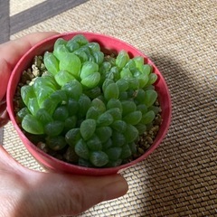 オブツーサ　多肉植物の画像