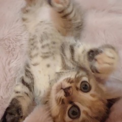 🌸🐈キジ仔猫エマちゃん🐈🌸
