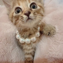 🌸🐈キジ仔猫エマ🐈🌸 - 猫