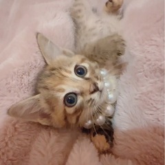 🌸🐈キジ仔猫エマ🐈🌸 - 大分市