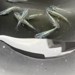 青ラメメダカ