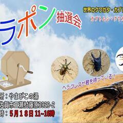 クワガタ、カブトムシのクジ引き販売