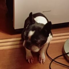 急募。探し直し。ボストンテリアを温かく迎えてくれる方！今日限り。