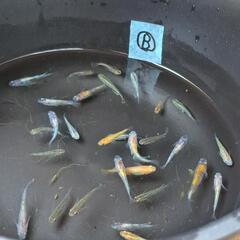 ☆めだかミックス30匹＋‪α☆B