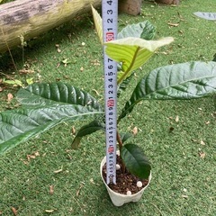 【値下げ】びわ　ビワ　枇杷　苗　実生苗01の画像