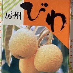 【値下げ】びわ　ビワ　枇杷　苗　実生苗01の画像