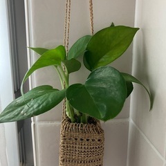🌱ポトス③