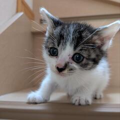 【急募】子猫　生後1ヶ月　女の子♀