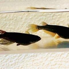 オロチサタンレッドテール 稚魚4匹メダカ　