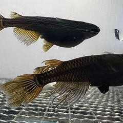 オロチサタンレッドテール 稚魚4匹メダカ　の画像