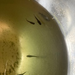 オロチサタンレッドテール 稚魚4匹メダカ　の画像