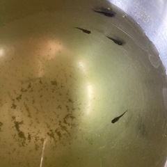 オロチサタンレッドテール 稚魚4匹メダカ　の画像