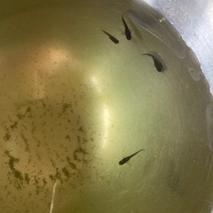 オロチサタンレッドテール 稚魚4匹メダカ　の画像
