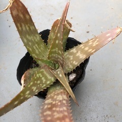 アロエベラ①