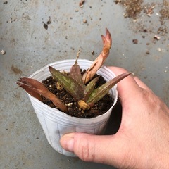 アロエベラ②の画像
