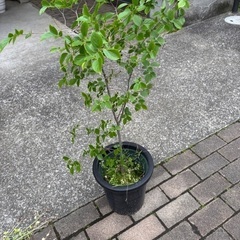 植木鉢　榎　エノキ　
