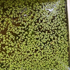 メダカの水草