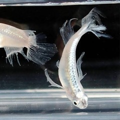 【上原メダカ】 メダカシーズン🐟到来