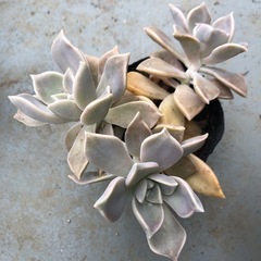 朧月②