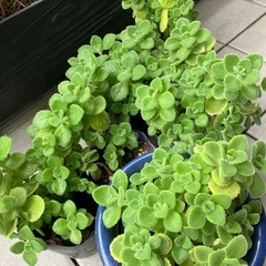 アロマティカス　鉢植え