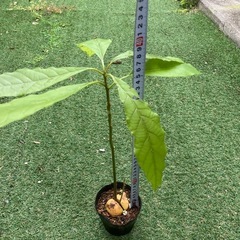 【取引終了】アボカド ペルー産 ハス種 実生苗 02の画像