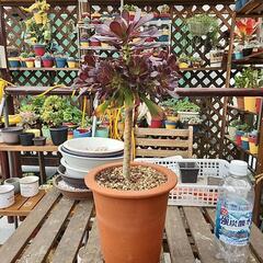 多肉植物　黒法師500