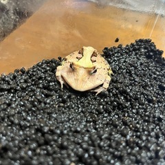 カエル
