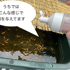 【ゆうメダカ】ハイ-グロウ S 100g  500円　メダカのエサの画像