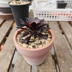 多肉植物　黒法師100
