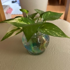 ポトス